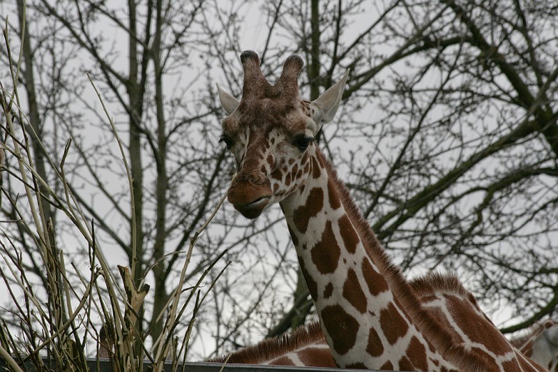 Fotoclubje Blijdorp 2008-22.jpg